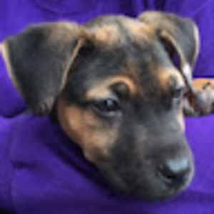 Meet your Posher, Bridget